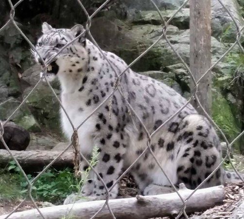 Stone Zoo