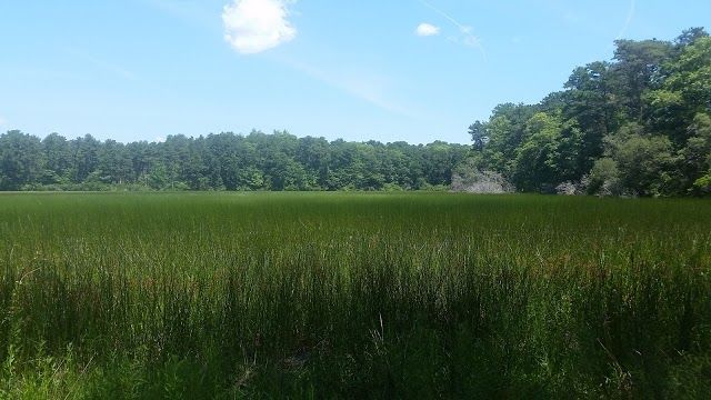 Mass Audubon's Ashumet Holly Wildlife Sanctuary