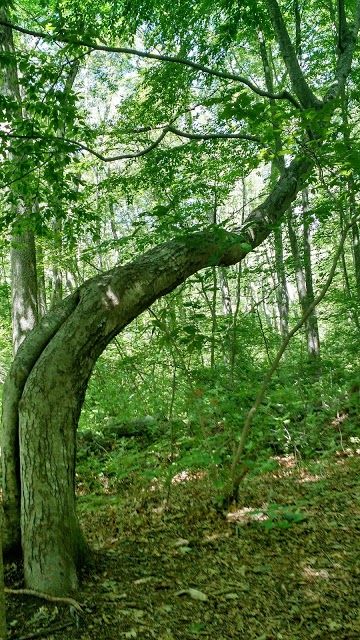 Mass Audubon's Oak Knoll Wildlife Sanctuary