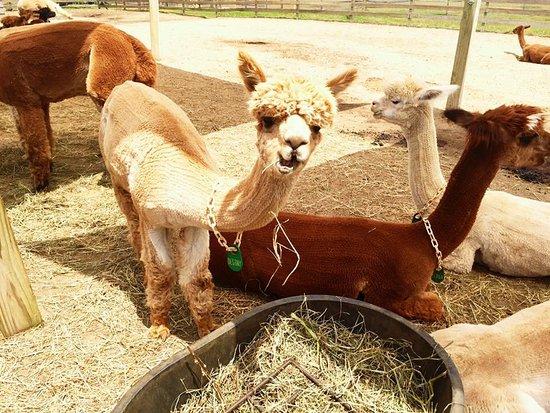 Island Alpaca