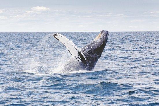 Freedom Offshore Adventures