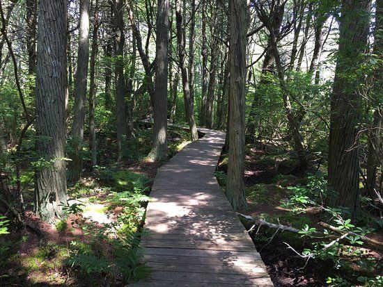White Cedar Swamp