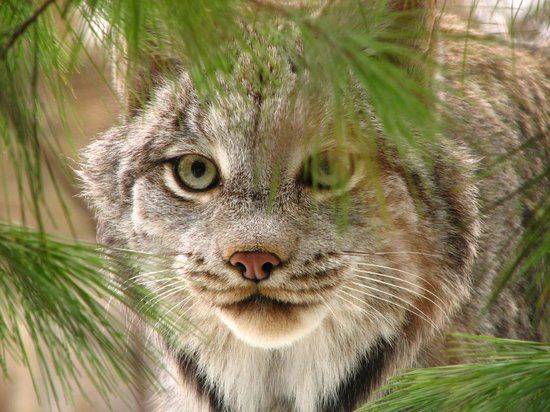Buttonwood Park Zoo
