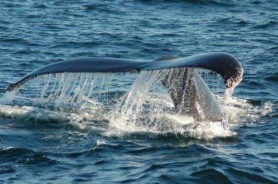 Stellwagen Bank National Marine Sanctuary