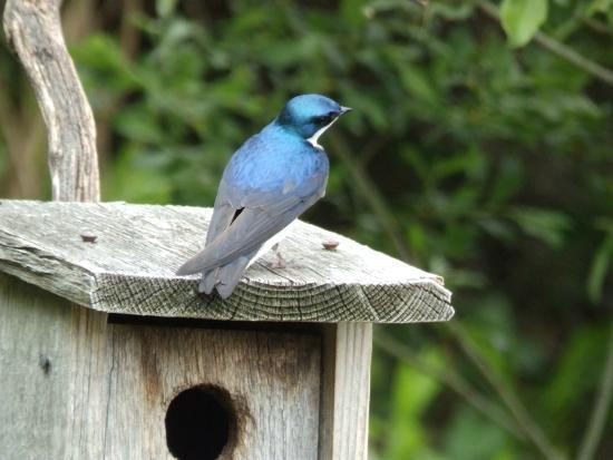 Mass Audubon's Daniel Webster Wildlife Sanctuary