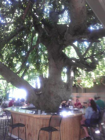 Beech Tree